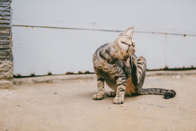 Kačių draskyklės ir jų poveikis žmonių ir kačių santykiams